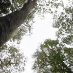 「幸せになるヒント~地球上で愛と光を表現する目的を信頼する。」森と魂のセラピスト 飯田みゆきコラム No.11