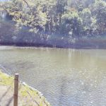 フォースとともにあれ! パラレルワールド あとから現れたRay 明治神宮・香取神宮の体験